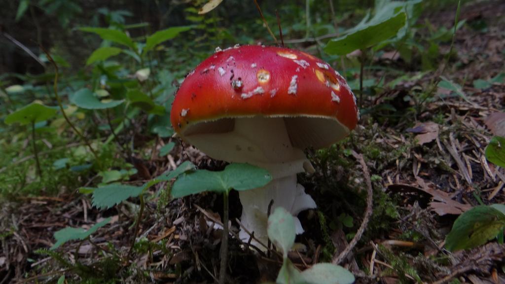 Penzión Baltazár Liptovska Luzna Esterno foto